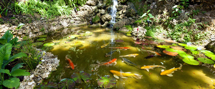 Koi Pond at Fustic House